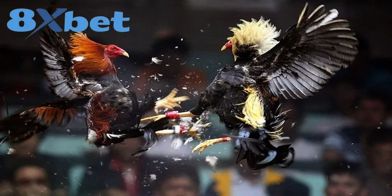 Phân Tích Toàn Cảnh Đá Gà Online 2025 Có Hợp Pháp Không 2 Khái quát một vài thông tin về hình thức đá gà online