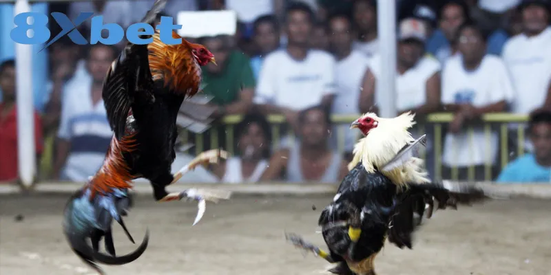 Phân Tích Toàn Cảnh Đá Gà Online 2025 Có Hợp Pháp Không 6 Kinh nghiệm để tham gia chơi đá gà online luôn an toàn